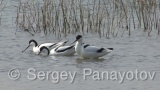Video of Pied Avocet - Pied Avocet eating in lake in Bulgaria